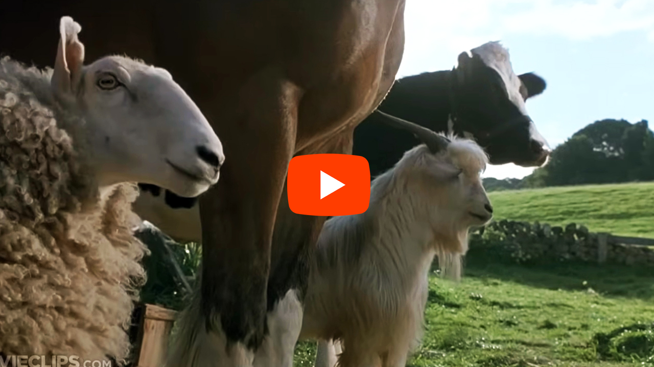 Christmas baffles barnyard